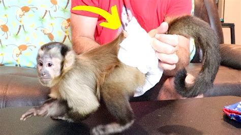 diapers for finger monkeys|baby monkey can signal need clean diaper.